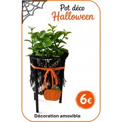 POT avec plante HALLOWEEN