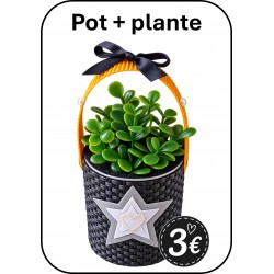 POT + plante HALLOWEEN