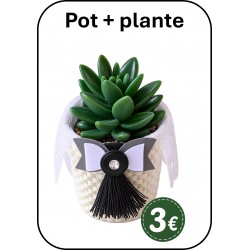 POT avec plante HALLOWEEN